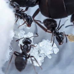 Муравей Lasius niger (Чёрный садовый муравей)