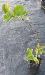 Teofrast Магнолия гибридная Джени magnolia Genie