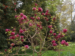 Магнолия гибридная Джени magnolia Genie
