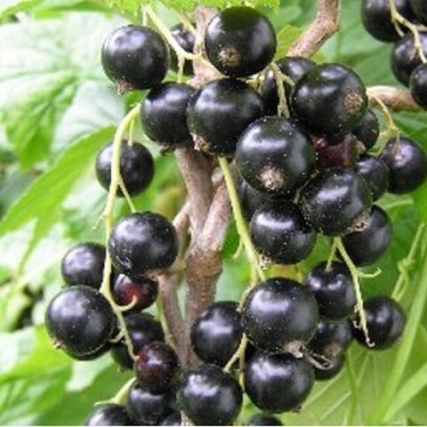 Смородина чёрная 