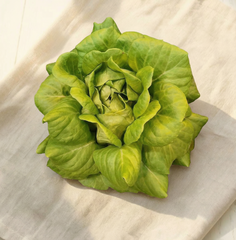 Салат маслянистый зеленый БИО / 100 гр