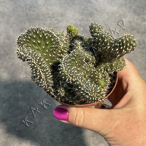 Опунция Фулгида Кристата d9