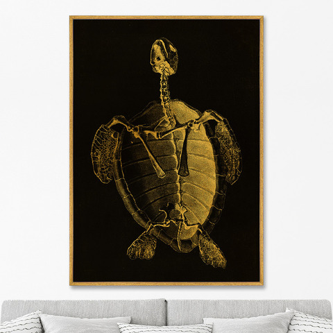 Уильям Чеселден - Репродукция картины на холсте Turtle Skeleton, 1733г.