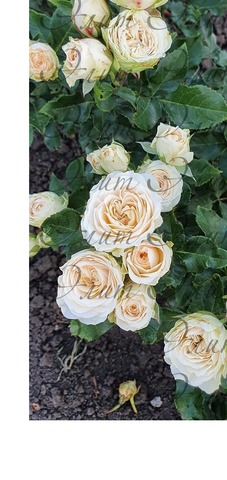 Павлова(Pavlova)