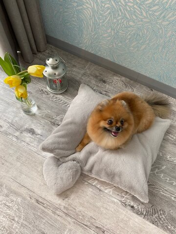 8109 MD Коврик-подстилка + подушечка-седечко PREMIUM светло-серые, мягкий МЕХ "Furry Heart Sleep Place" (M)