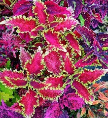 Caesar колеус КСР