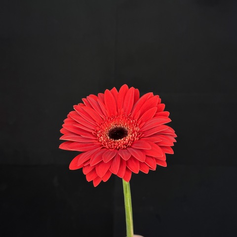 Гербера красная / 1 шт