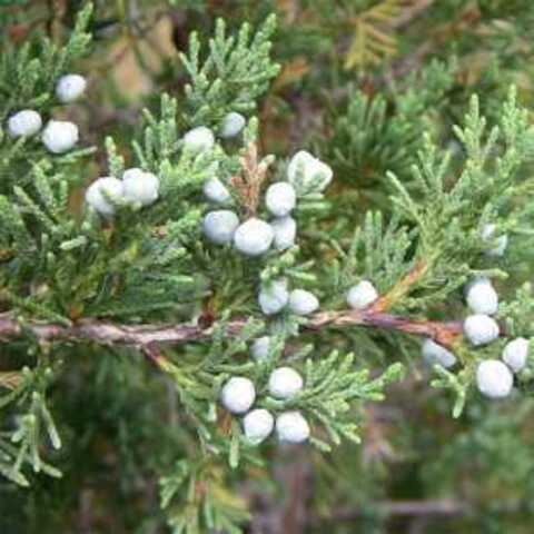 Juniperus virginiana Canaertii