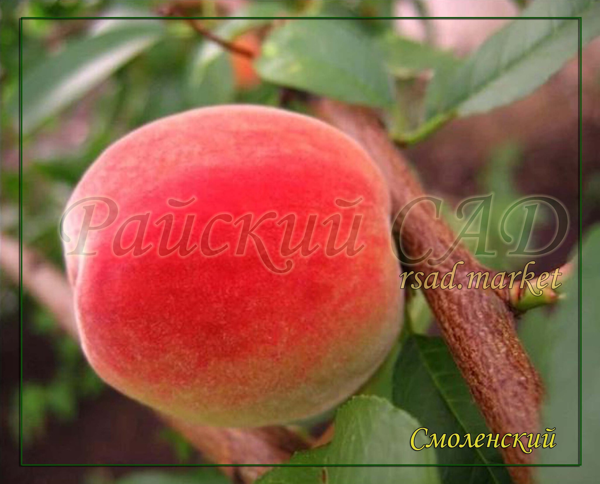 Персик сувенир