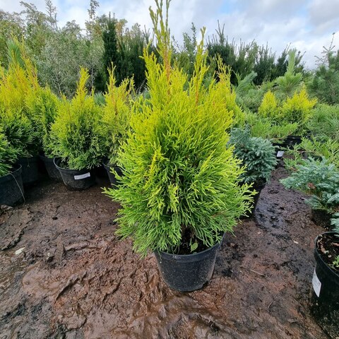 Туя западная Голден Смарагд | Thuja occidentalis Golden Smaragd 20-30 см (С2,5)