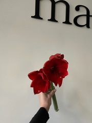 Амариллис красный