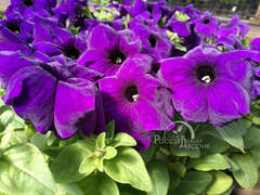 Петуния крупноцветковая синяя