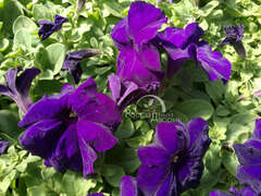 Петуния крупноцветковая синяя