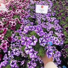 3265 Петуния SWEETUNIA STARFISH (ВЕСНА 2025)