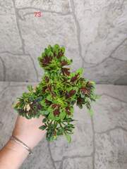 Anastasia Тай колеус КСР