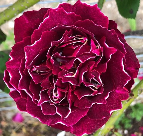 Роза чайно-гибридная Барон Жиро де Лен
