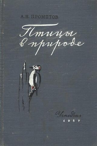 Птицы в природе