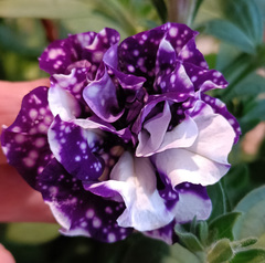 32483 Петуния SWEETSUNSHINE BLUE SKY (ОСЕНЬ 2025)