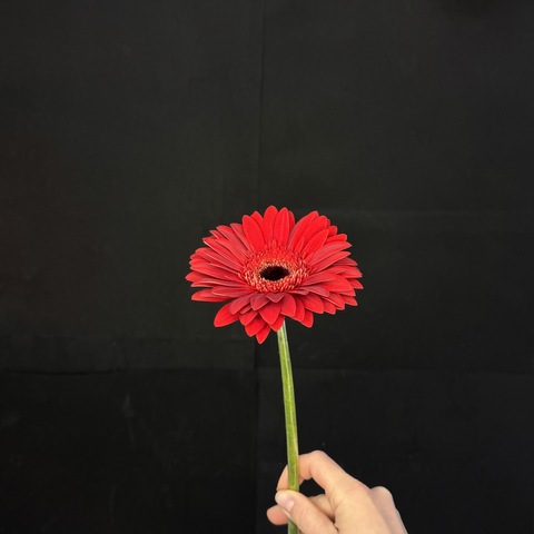 Гербера красная / 1 шт