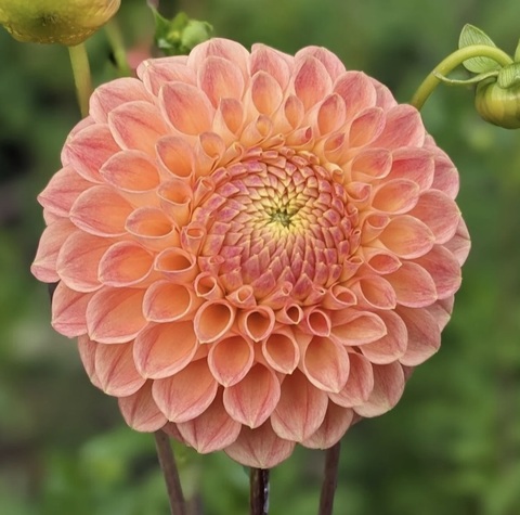 Георгин Джовей Никки (Jowei Nikki)