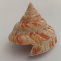 Микадотрохус Хирасе, 6-7см, 1шт.