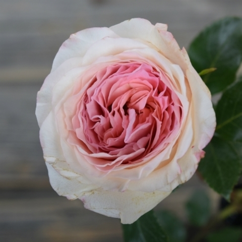 Розы пионовидные Mayra's Bridal Pink от 9шт