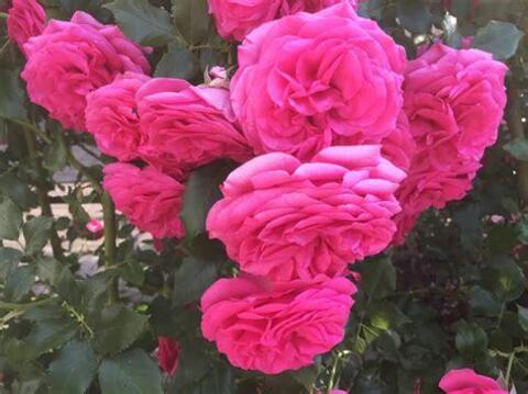 Маритим (Maritim)