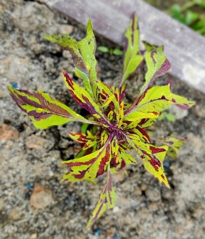 Сурикат ES колеус