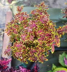 Felicity Тай колеус КСР