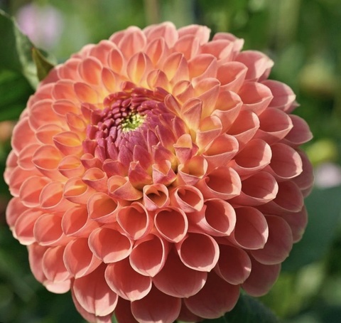 Георгин Джовей Никки (Jowei Nikki)