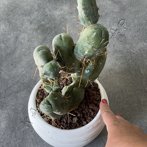 Трихоцереус Бриджерси в Белой Керамике d15