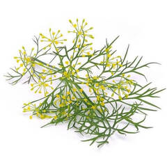 Эфирное масло Укропа (Dill) - 10 мл. Compagnie des Sens