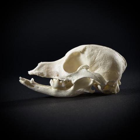 Череп собаки