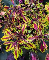 Chipotle колеус КСР