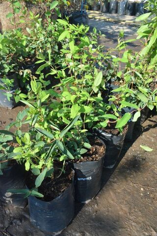 жимолость диана купить