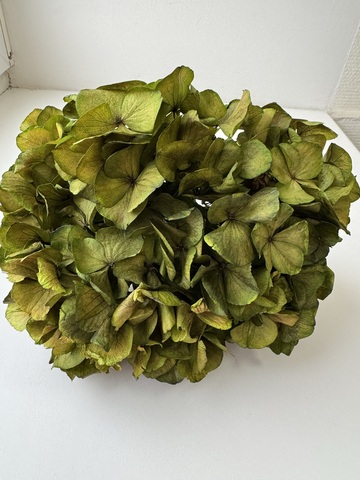 Гортензия стаб. Лесная зелень (легкая стабилизация)