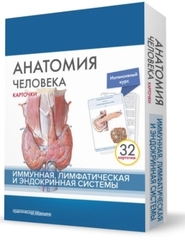 Анатомия человека. Иммунная, лимфатическая и эндокринная системы. Карточки (32 шт.)