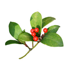 Эфирное масло Грушанки (Wintergreen) - 5 мл. Compagnie des Sens