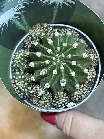 Эхинопсис Эрье d7