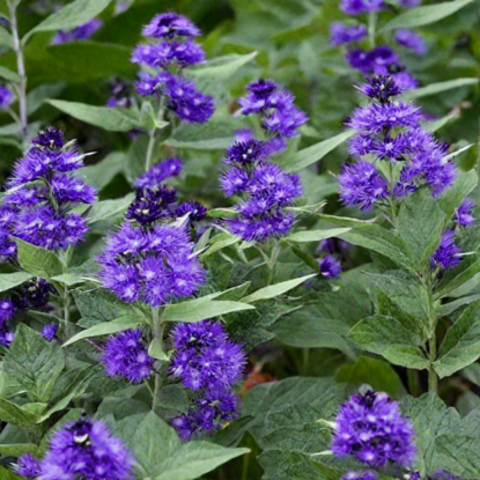 Кареоптерис 