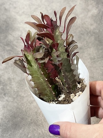 Эуфорбия Тригона Рубра