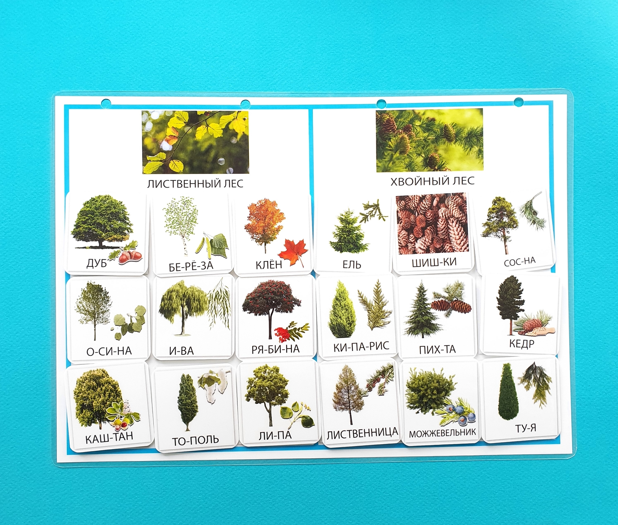 листья лиственных деревьев фото с названиями