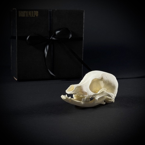 Череп собаки