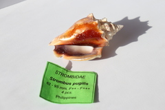 Ракушка Стромбус Пужилис (Strombus pugilis)