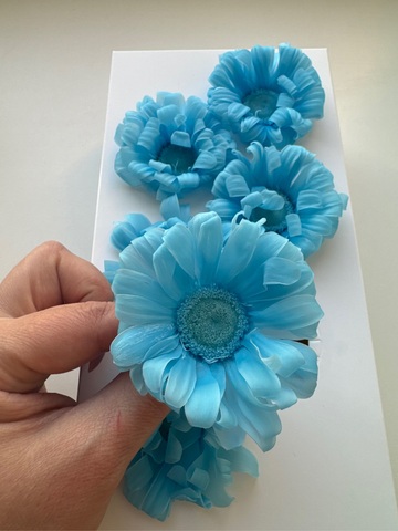 Гербера 5-7см Синий (6шт полная коробка)