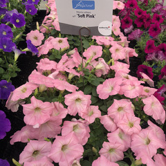 3202 Петуния ALPETUNIA SOFT PINK (ВЕСНА 2025)