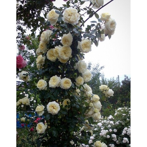 Эльф(Elfe)
