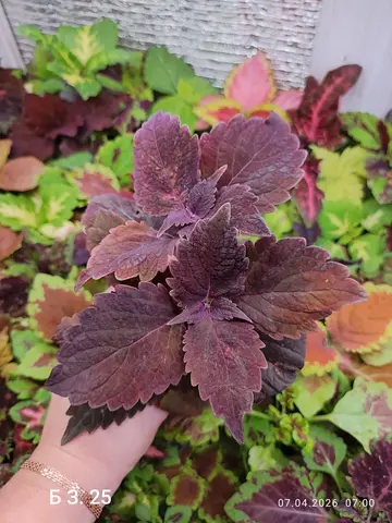 БЗ. 25 колеус