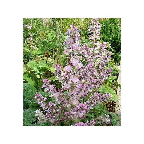 PFL. Эфирное масло шалфея мускатного (Clary Sage) - 10 ml