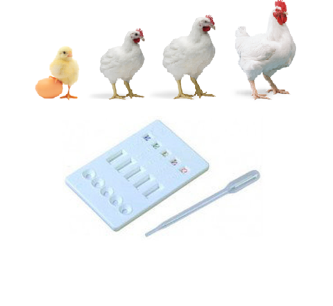Птичий грипп+Вирус болезни Ньюкасла, комбинированный тест (AIV Ag+NDV Ag)